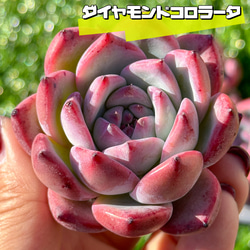 現品限り 大人気 多肉植物 スターファイヤー 超美苗 レア種 ゆうゆう発送 新入荷 多肉植物 エケベリア スターファイヤー 超美苗 レア種