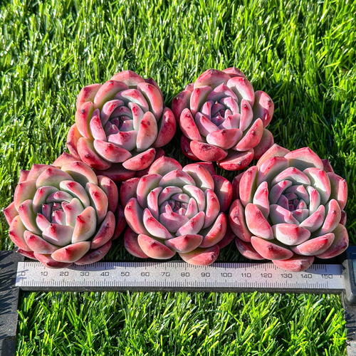 多肉植物 エケベリ ダイヤモンドコロラータ 超美苗 レア種 多肉植物