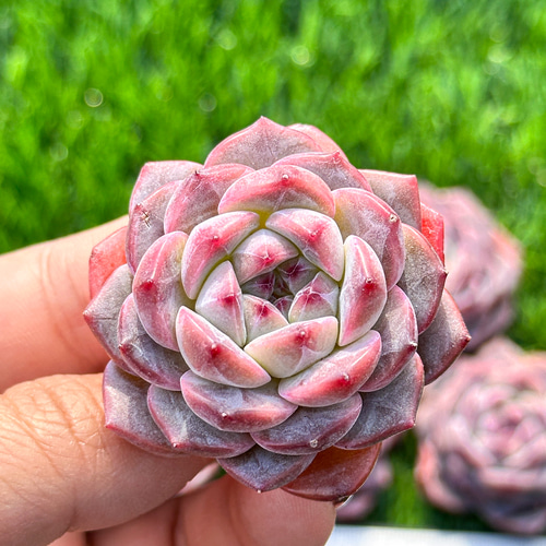 多肉植物 エケベリ レッドクリスタル 超美苗 レア種 多肉植物