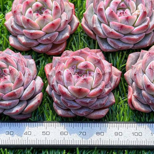 多肉植物 エケベリ レッドクリスタル 超美苗 レア種 多肉植物