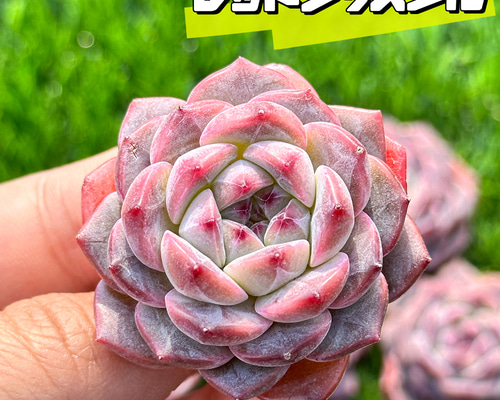 f3c7e386bdf20d46342b93b79d2a75