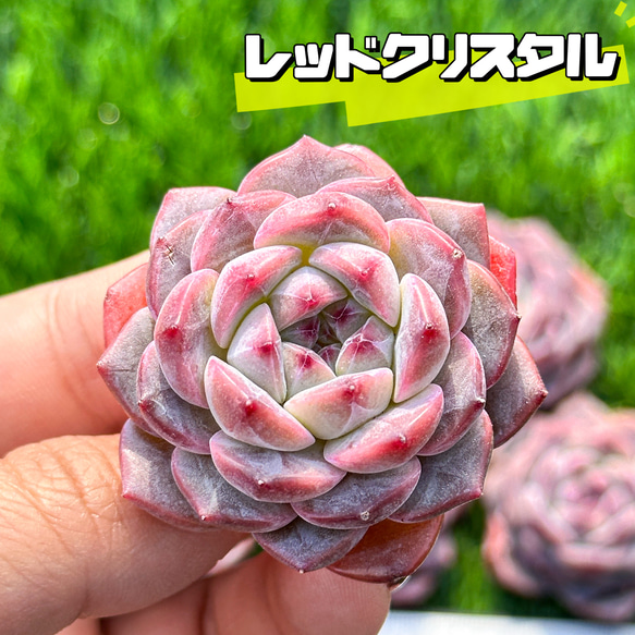多肉植物 エケベリ レッドクリスタル 超美苗 レア種 多肉植物