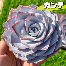 大人気 多肉植物 エケベリア キュートバブル群生 超美苗 レア種 多肉