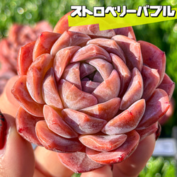 ストロベリーバブル◎多肉植物 カット苗 韓国苗 エケベリア等 多肉植物 エケベリ ストロベリーバブル 超美苗 レア種 多肉植物