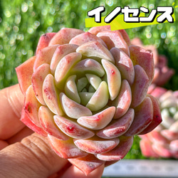 現品限り 大人気 多肉植物 スターファイヤー 超美苗 レア種 ゆうゆう発送 現品限り 大人気 多肉植物 スターファイヤー 超美苗 レア種
