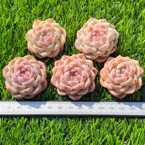 多肉植物 エケベリ シルバーフォックス 超美苗 レア種 多肉植物 多肉植物 エケベリ シルバーフォックス 超美苗 レア種 多肉植物