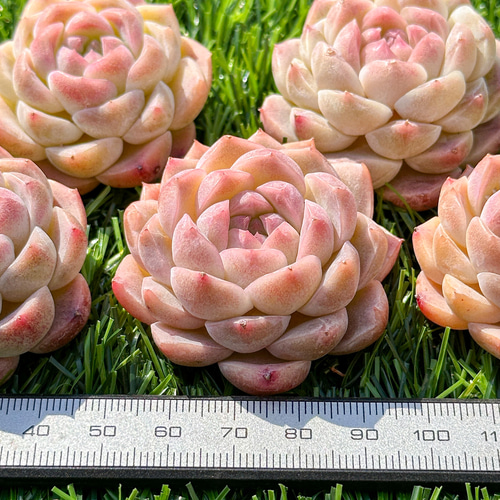 多肉植物 エケベリ シルバーフォックス 超美苗 レア種 多肉植物 多肉植物 エケベリ シルバーフォックス 超美苗 レア種 多肉植物