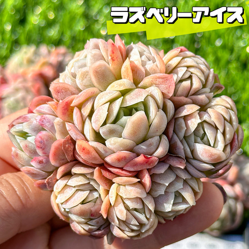 多肉植物 ラズベリーアイス 8個 多肉植物 エケベリ ラズベリーアイス 超美苗 レア種 多肉植物