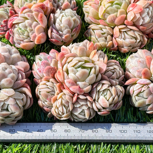 多肉植物 エケベリ ラズベリーアイス 超美苗 レア種 多肉植物