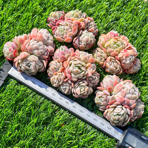 多肉植物 エケベリ ラズベリーアイス 超美苗 レア種 多肉植物