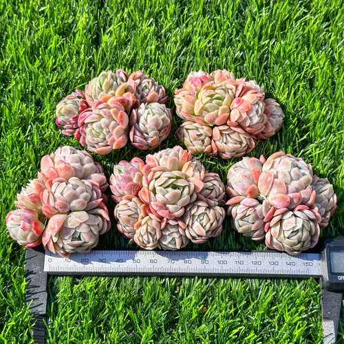 多肉植物 ラズベリーアイス 8個 8個 ラズベリーアイス 多肉植物