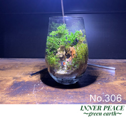 300 苔アート 苔テラリウム 食虫植物 ウツボカズラ 完成品 テラリウム