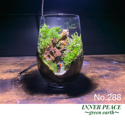 51 アクアテラリウム アクアリウム イモリウム 苔アート 苔