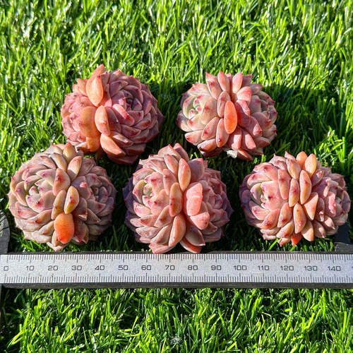 多肉植物 エケベリ レッドクリスタル（ダブルヘッド） 超美苗 レア種