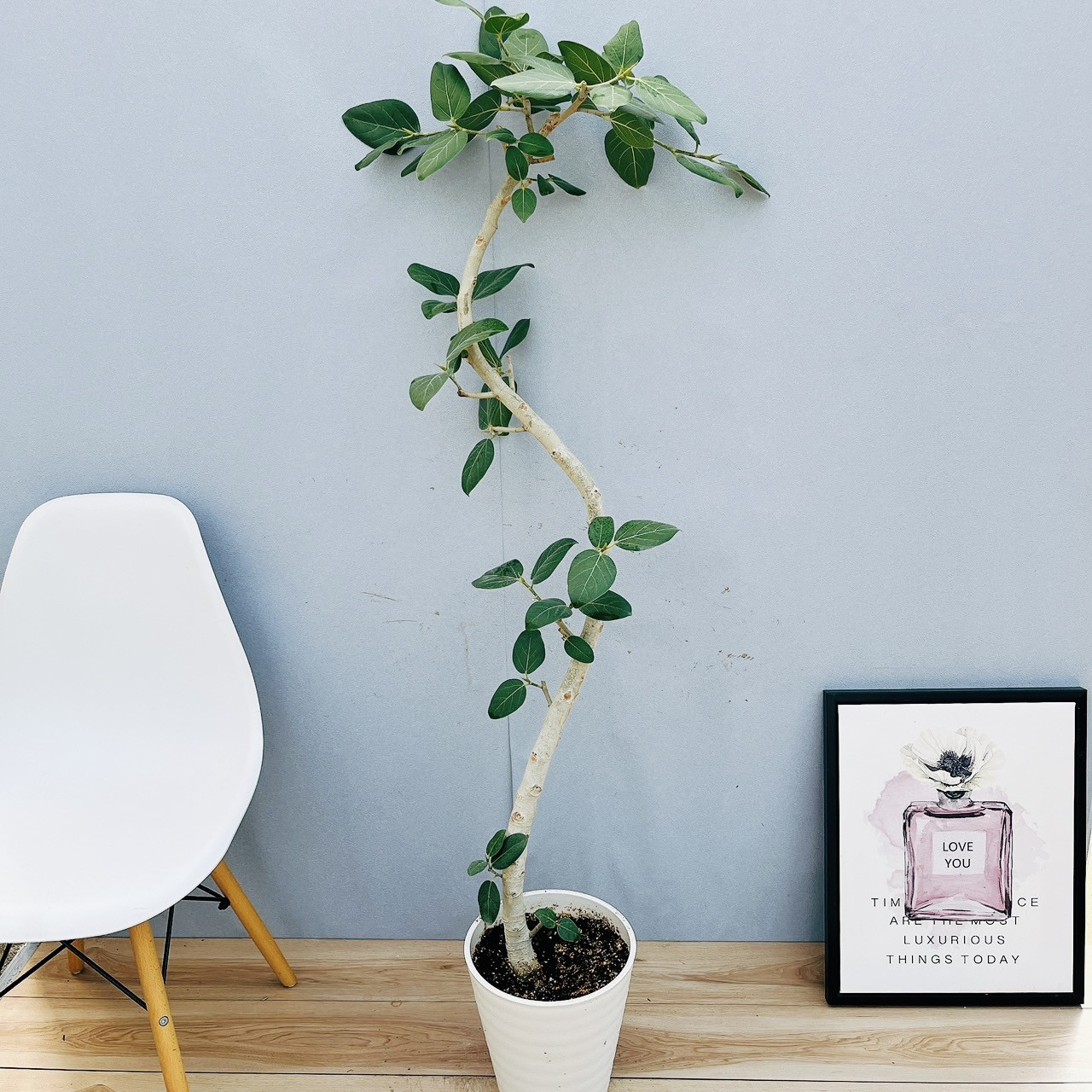 ［現品］7番　フィカス　ベンガレンシス　曲がり　8号　観葉植物　室内　ゴムの木 現品］41番 フィカス ベンガレンシス 曲がり 8号 観葉植物 室内 大型