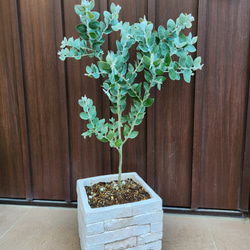 可愛い♪パールアカシア レンガ風石膏鉢植え ミモザ オージープランツ