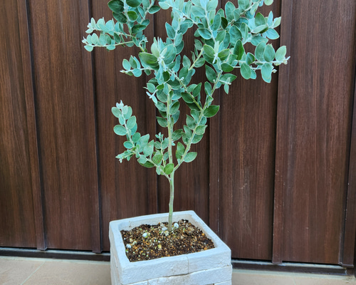 ボリューム美樹形　パールアカシア　鉢植え　２本立ち　ミモザ　苗　オージープランツ ボリューム美樹形 パールアカシア 鉢植え 2本立ち ミモザ 苗