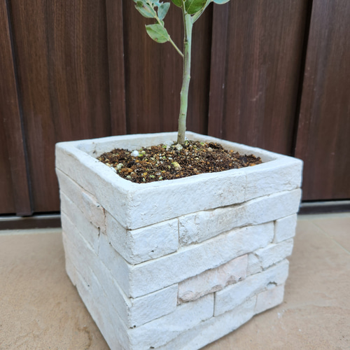 可愛い♪パールアカシア レンガ風石膏鉢植え ミモザ オージー 可愛い♪パールアカシア レンガ風石膏鉢植え ミモザ オージー