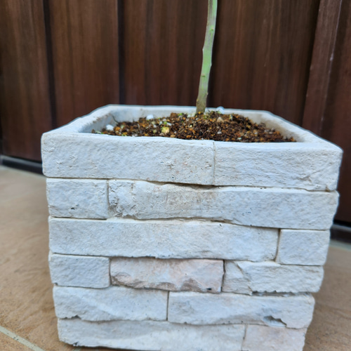 可愛い♪パールアカシア レンガ風石膏鉢植え ミモザ オージー