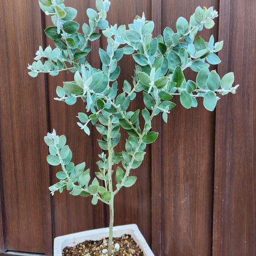 可愛い♪パールアカシア レンガ風石膏鉢植え ミモザ オージー