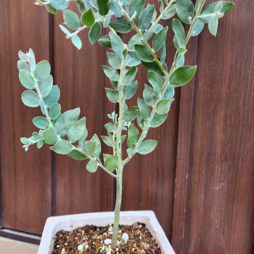 パールアカシア　レンガ風石膏鉢植え　苗　ミモザ　オージープランツ 可愛い♪パールアカシア レンガ風石膏鉢植え ミモザ オージー