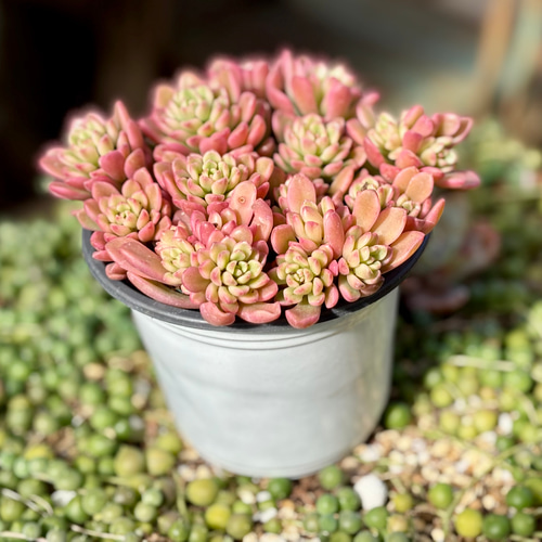 新入荷 ジョイスタロック錦 プクニク 多肉植物 多肉植物 韓国苗 大株 種・苗