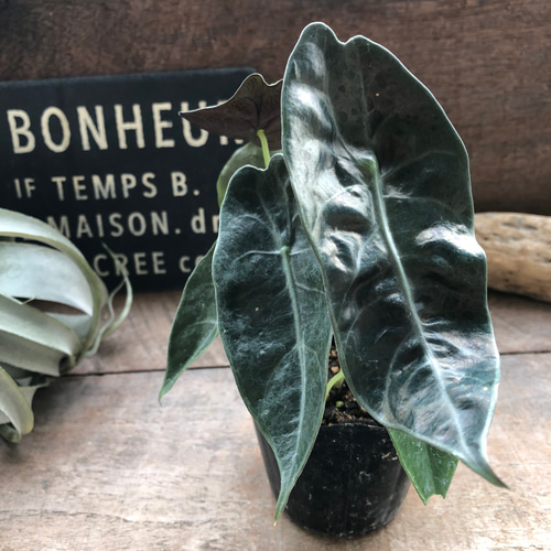 アロカシア『スーヒルマニアナ』希少品種♡観葉植物 リース パリ