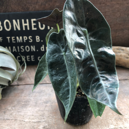 アロカシア『スーヒルマニアナ』希少品種♡観葉植物 リース パリ