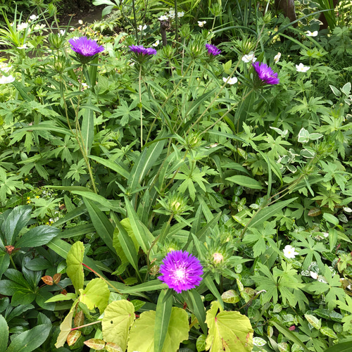 花の種 山野草 ハーブ 花 10種類 ＊ 宿根多年草 ⑩ 多肉植物 ちいさな