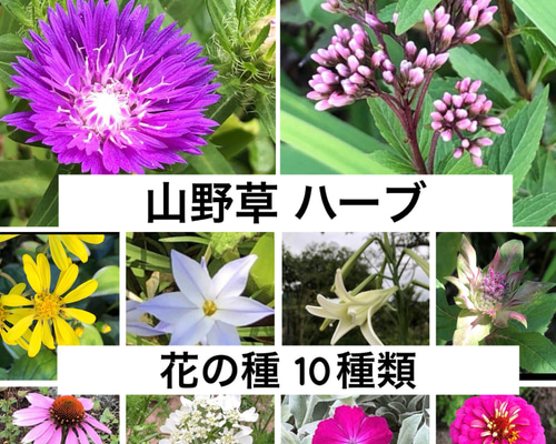 ハーフ 草野たき Amazon | サカタのタネ 実咲ハーブ8086 ラベンダー ハーブ 00928086