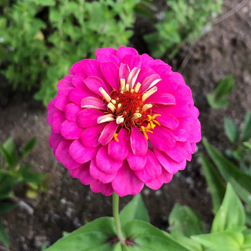 花の種 山野草 ハーブ 花 10種類 ＊ 宿根多年草 ⑩ 多肉植物 ちいさな