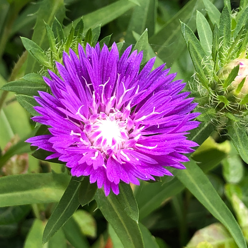 花の種 山野草 ハーブ 花 10種類 ＊ 宿根多年草 ⑩ 多肉植物 ちいさな