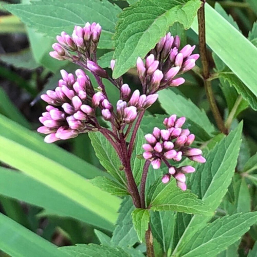 花の種 山野草 ハーブ 花 10種類 ＊ 宿根多年草 ⑩ 多肉植物 ちいさな