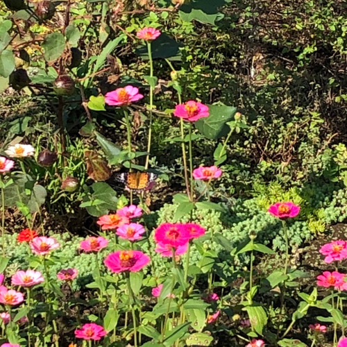 花の種 山野草 ハーブ 花 10種類 ＊ 宿根多年草 ⑩ 多肉植物 ちいさな