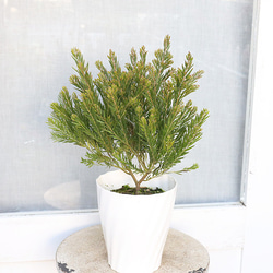 人気のアカシア「テレサ」6号鉢 大株② 楽天市場】アカシア テレサ花芽付き 6号鉢植え苗（h18） : 千草園芸