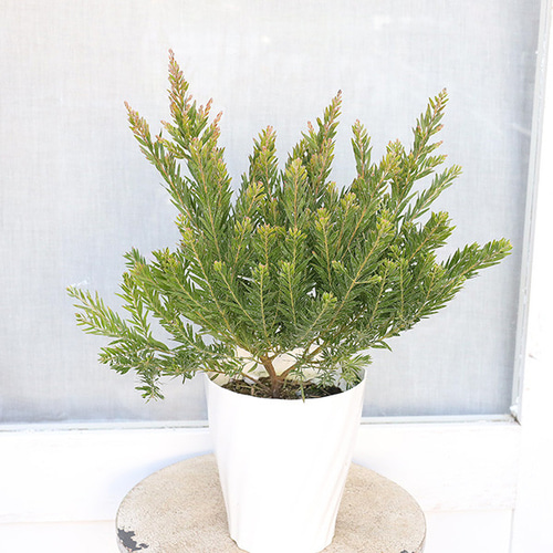 常緑苗木 アカシア テレサ 5号 花木 庭 玄関 庭木 植木 鉢植え アート