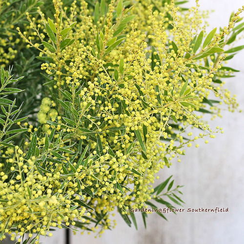 1点物で横幅100㎝花芽たくさん付いてるアカシア・テレサ12号鉢 1点物で横幅100㎝花芽たくさん付いてるアカシア・テレサ12号鉢