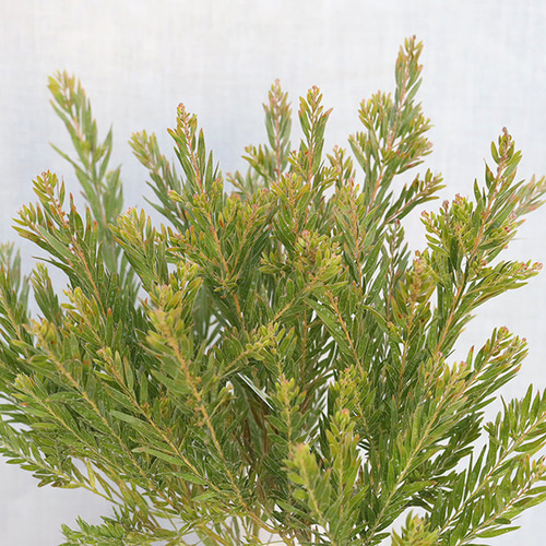 常緑苗木 アカシア テレサ 5号 花木 庭 玄関 庭木 植木 鉢植え アート