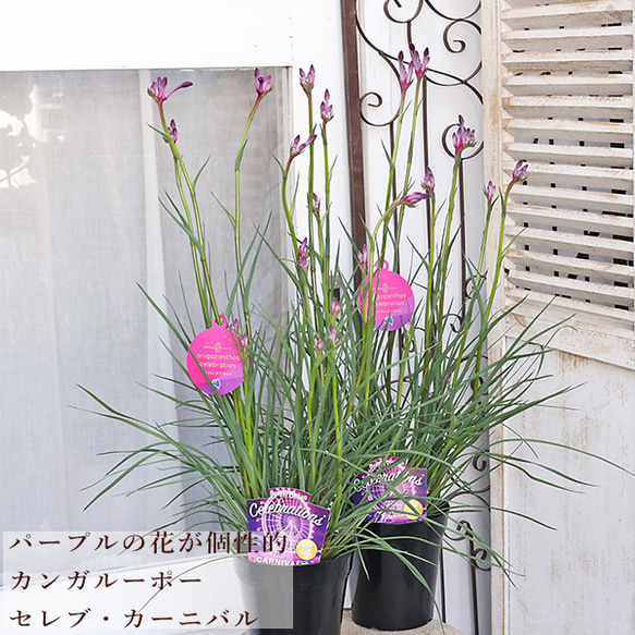 【返品不可】 花鉢 カンガルーポー 多年草 高さ70cm 5号 カーニバル セレブ 花