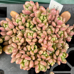 つぶつぶ屋✡️小梅 10カット✡️だるま姫秋麗×スプリングワンダー 多肉 寄植 つぶつぶ屋✡️小梅 10カット✡️だるま姫秋麗×スプリングワンダー 多肉 寄