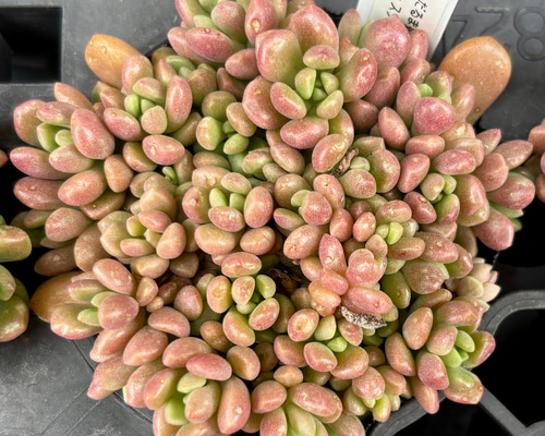 だるま姫秋麗×スプリングワンダー 小梅 多肉植物 多肉植物