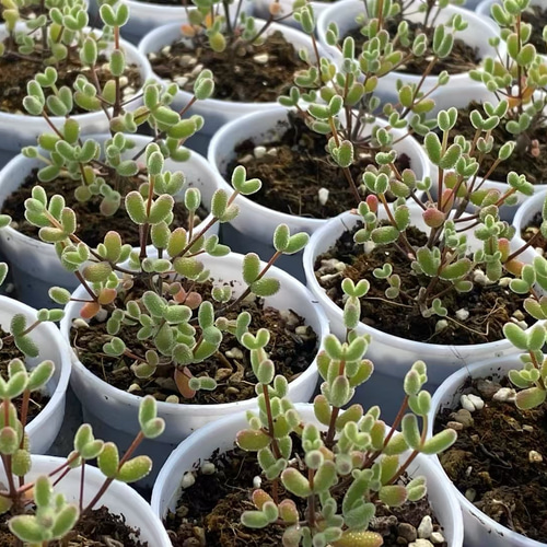 超レア 多肉植物ドロサンテマ 超キラキラ Purple flash 抜き苗1株