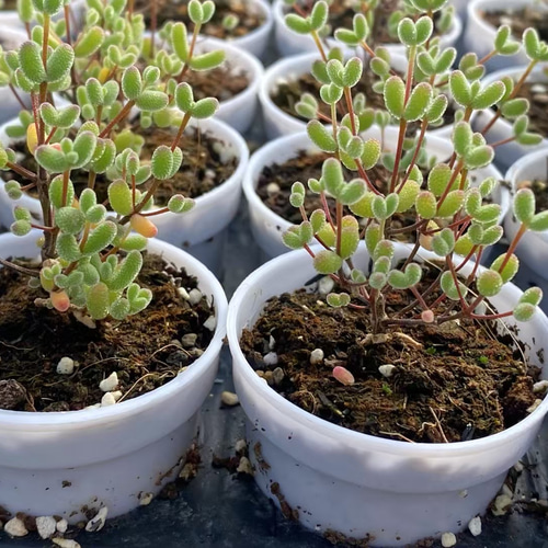 新入荷 多肉植物 ドロサンテマ キラキラ レインボーキャンディーボール