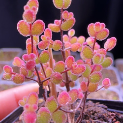 多肉植物 エケベリア パウダーシャネルアイスクリーム 抜き苗
