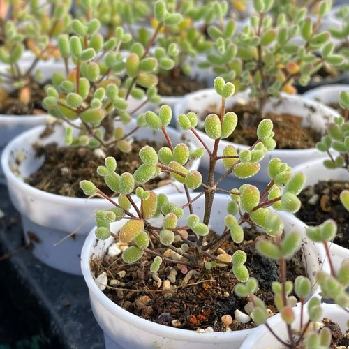 特価❣️ドロサンテマ キラキラ　レインボーキャンディーボール　抜き苗　１株 新入荷 多肉植物 ドロサンテマ キラキラ レインボーキャンディーボール