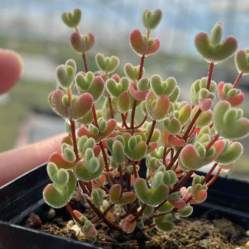 新入荷 多肉植物 ドロサンテマ キラキラ 莱斯 抜き苗 1株 多肉植物 愛