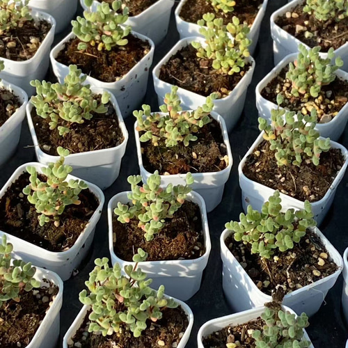 メルカリ便で発送❣️新入荷　レア多肉植物ドロサンテマ　キラキラ莱斯錦　抜き苗1株 メルカリ便で発送❣️新入荷 レア多肉植物ドロサンテマ キラキラ