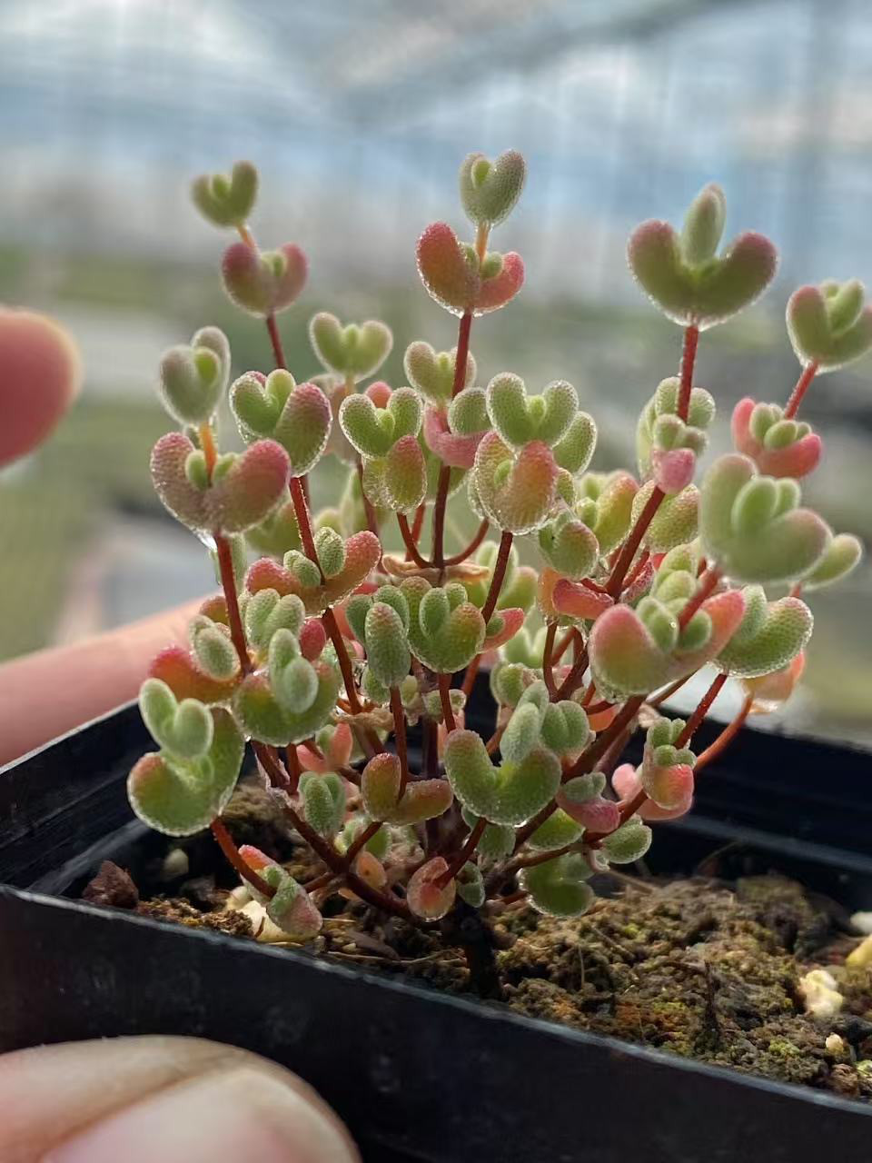 多肉植物　デンマークカクタス　のいちご&イエローダイヤモンド　根付き抜き苗2種類 多肉植物　デンマークカクタス　のいちご&イエローダイヤモンド　根付き抜き苗2種類