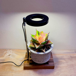 植物育成LEDライトスタンド(ウォールナット)スポットLED2個付 植物育成LEDライトスタンド(ウォールナット)スポットLED2個付