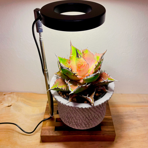 植物育成LEDライトスタンドミニ［ウォールナット］ スタンドライト